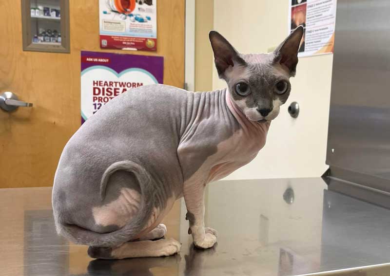 Carousel Slide 5: Cat veterinarians