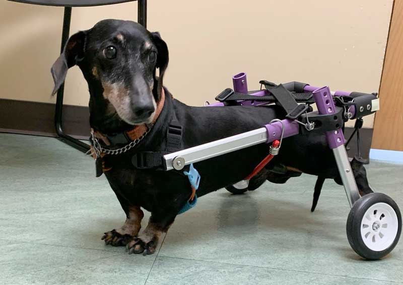 Carousel Slide 4: Dog veterinary care