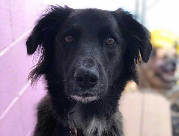 Preventive Care for Dogs